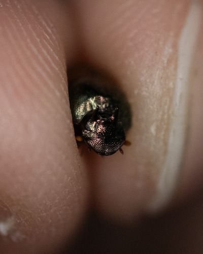 Onthophagus bicarinatus