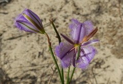 Thysanotus racemoides