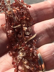 Botryocladia occidentalis