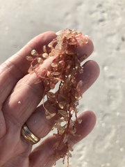 Botryocladia occidentalis