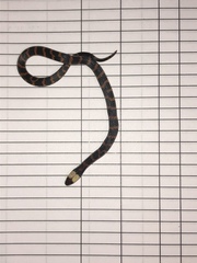 Atractus