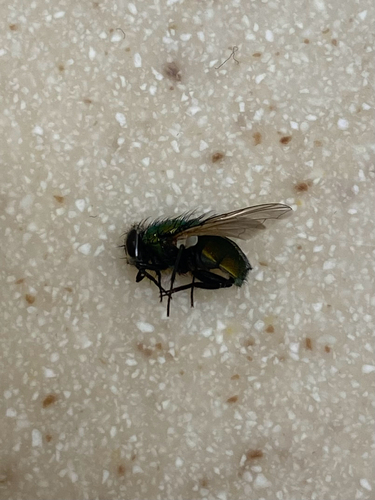 Unknown species found near South St, Waltham, MA, US