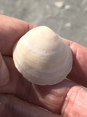 Semele proficua