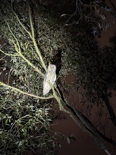 View observation of {o.common_name} on iNaturalist