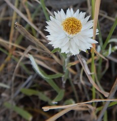 Helichrysum leucopsideum