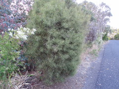 Hakea carinata