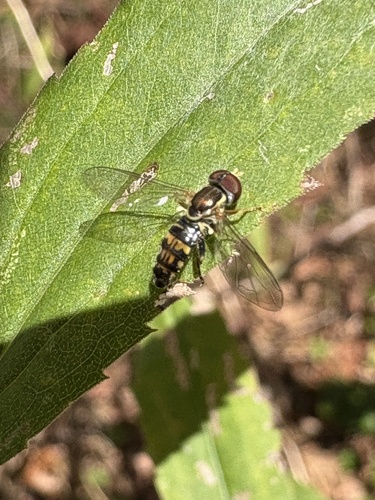 Unknown species found near Green Mountain National Forest, West Rupert, VT, US