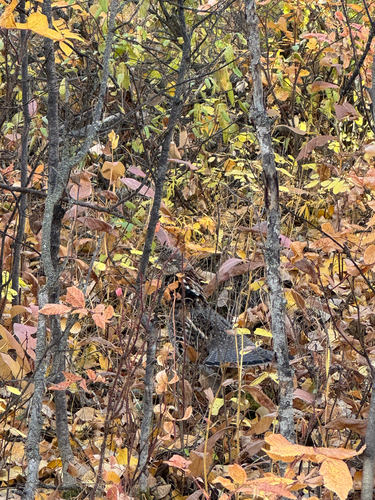 Ruffed Grouse