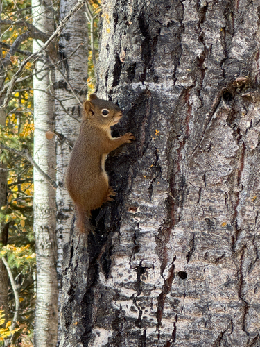 American Red Squirrel