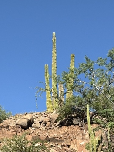 Pachycereus pringlei