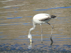 Phoenicoparrus jamesi