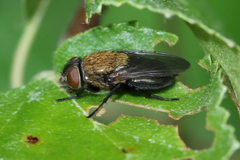 Pollenia amentaria