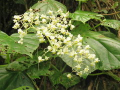 Begonia convolvulacea