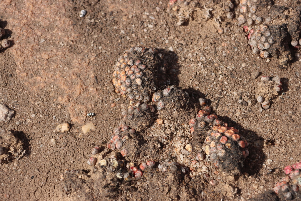 Conophytum minusculum (Schwantes) 2
