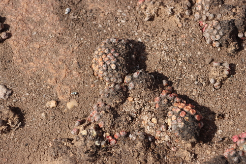 Conophytum minusculum