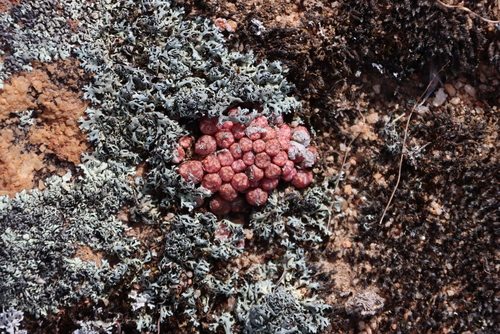 Conophytum minusculum