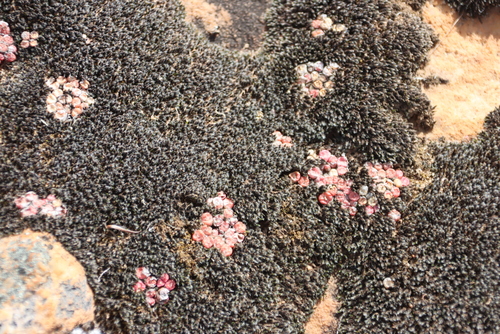 Conophytum minusculum
