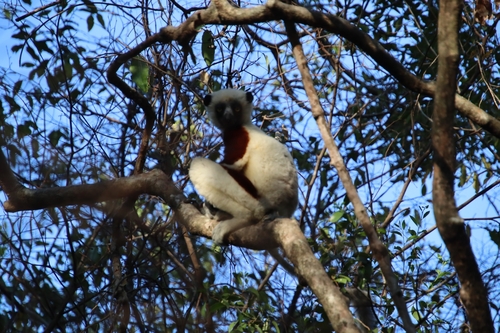 Coquerel's Sifaka