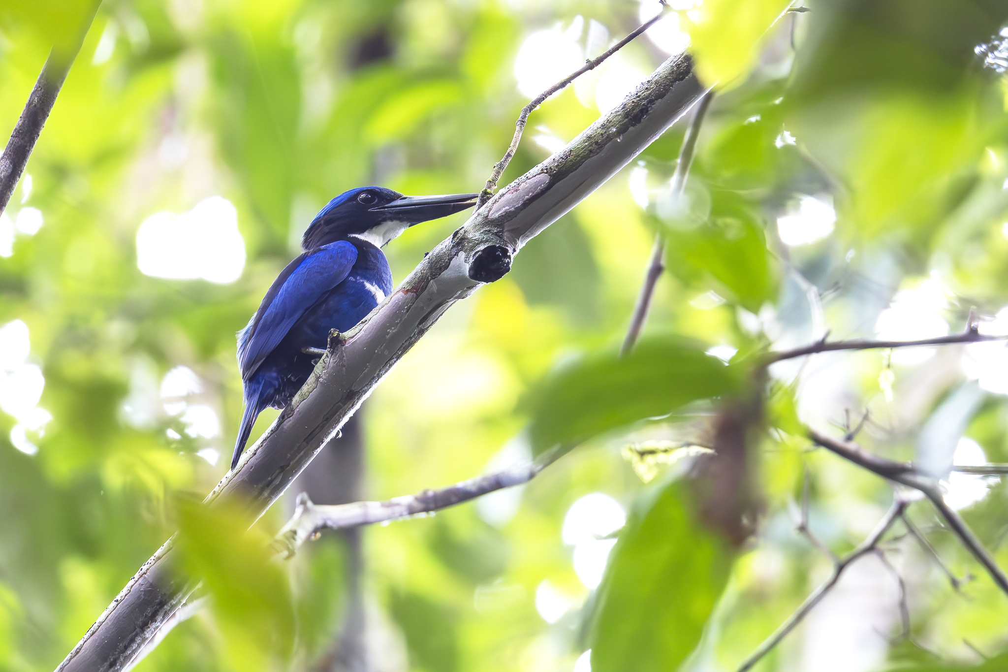 Blue-black Kingfisher (Todiramphus nigrocyaneus), photo 1