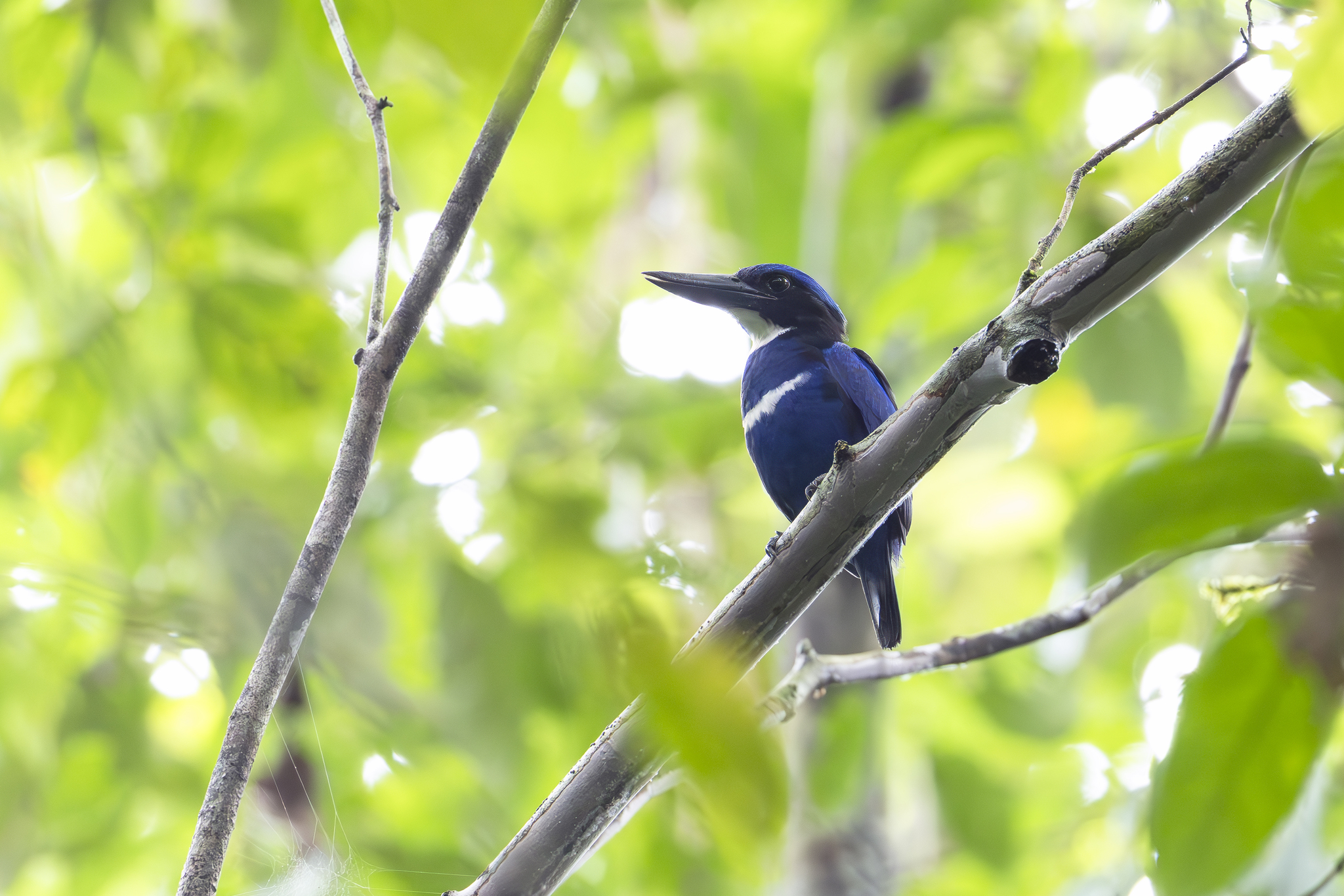 Blue-black Kingfisher (Todiramphus nigrocyaneus), photo 2