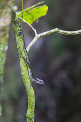 Common Forest Skink photo 1