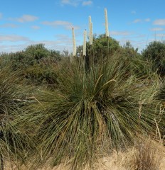 Xanthorrhoea caespitosa