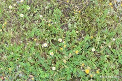 Trifolium glomeratum