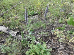Nepeta multifida