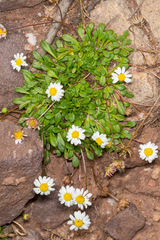 Bellium bellidioides