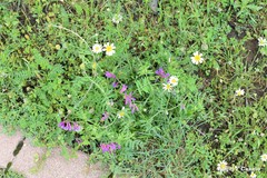 Medicago orbicularis