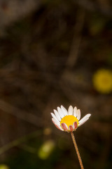 Bellium bellidioides
