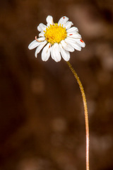 Bellium bellidioides