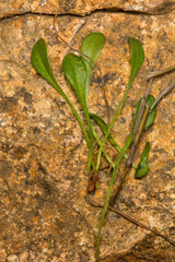 Bellium bellidioides