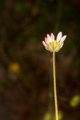 Bellium bellidioides