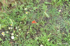 Hordeum murinum leporinum