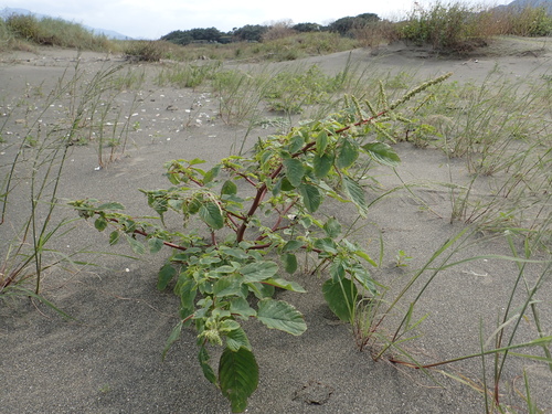 Amaranthus spinosus