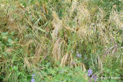 Bromus tectorum