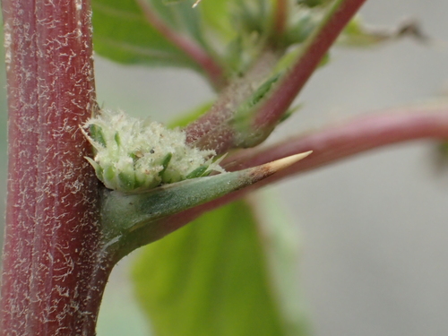 Amaranthus spinosus