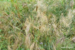 Bromus tectorum