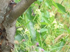 Biscutella auriculata