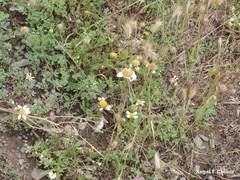 Trifolium glomeratum