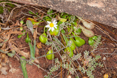 Bellium bellidioides