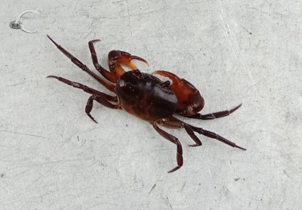 Lacunipotamon purpureum