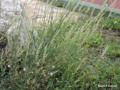 Reseda lutea