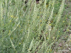 Reseda lutea