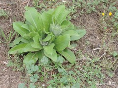 Verbascum rotundifolium