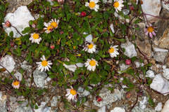 Bellium bellidioides