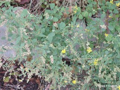 Melilotus neapolitanus