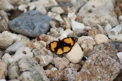 Junonia hierta hierta
