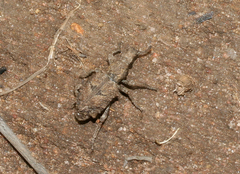Microcerus